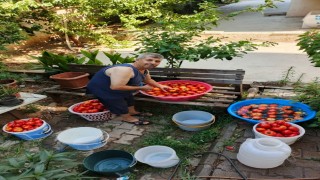 Aydında salça yapım telaşı başladı