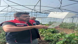 Aydıntepede Akdeniz meyve sineğine karşı mücadele başlatıldı