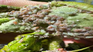 Aydıntepedeki meyve bahçelerinde böcek ve mantar kontrolleri yapıldı