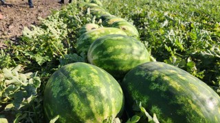 Aygün: Zararına satmaktansa karpuzu vatandaşa dağıtacağım