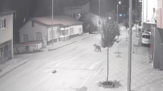 Ayılar ilçeyi mesken tuttu, cadde ve sokaklarda görülmeye başladı