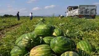 Bafra Ovasında karpuz hasadı başladı