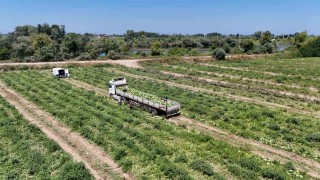Bafra Ovasında kavun ve karpuz hasadı hız kazandı