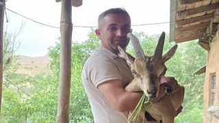 Bahçesarayda bitkin dağ keçisine şefkat eli