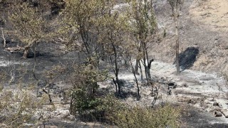 Bakan Yardımcısı Polat, Geyve yangınındaki son durumu açıkladı