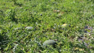 Baldan tatlı Süheyla kavunu yüz güldürdü