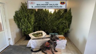 Balıkesirde jandarmadan 9 ilçede uyuşturucu operasyonu: 15 gözaltı