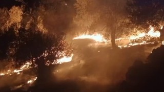Balıkesirde zeytinlik alanda çıkan yangına ekipler müdahale ediyor