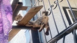 Balkon korkuluklarına sıkışan kediyi itfaiye ekipleri kurtardı