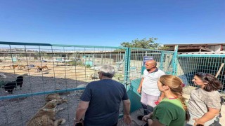 Bandırma Belediyesinden sokak hayvanları için yeni yaşam alanı çalışması