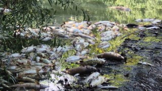 Bartında toplu balık ölümleri