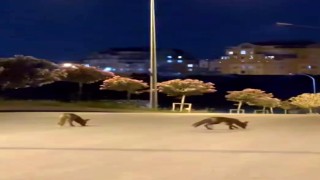 Başakşehirde tilki sürüsü şehir merkezine indi