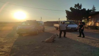 Başıboş köpek küçük çocuğu yaraladı, köpek barınağa götürüldü