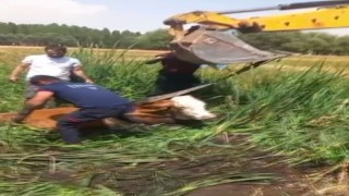 Bataklığa saplanan iki büyükbaş hayvanı itfaiye kurtardı