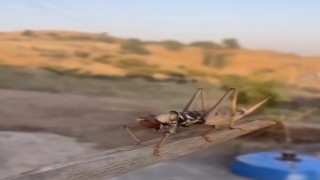 Batmanda dev etçil çekirge görüldü