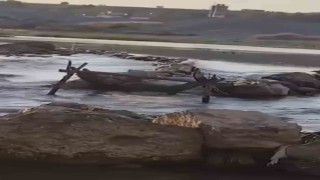 Batmanda su samuru balık ağına dadandı