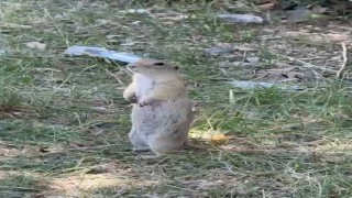 Bayburtta daha önce bisküvi yerken görüntülenen Anadolu yer sincabı bu kez yiyecek ararken görüldü