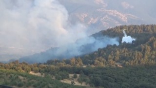 Bayramiçte orman yangını