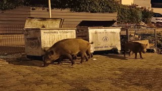 Belediye sessiz kaldı, Marmarisi domuzlar ele geçirdi