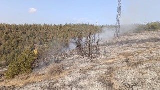 Belende ormanlık alanda yangın çıktı