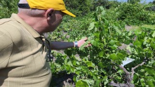 Beyşehirde patates ekili alanlarda zararlı alarmı