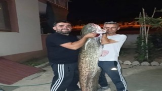 Bilecikte dev yayın balığını tutuldu