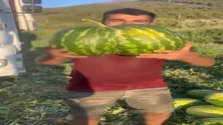 Bilecikte hasat edilen ikiz kavun ve karpuz görenleri hayrete düşürdü