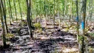 Bilecikte orman yangını büyümeden söndürüldü