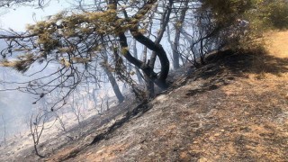 Bilecikte orman yangını ekipler tarafından söndürüldü