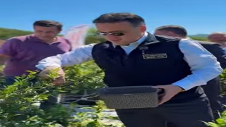 Bilecikte yaban mersini hasadı