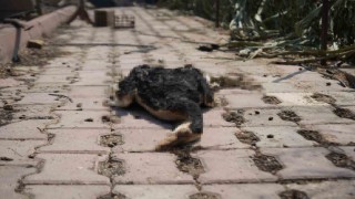 Bilecikteki orman yangını ardında üzücü görüntüler bıraktı