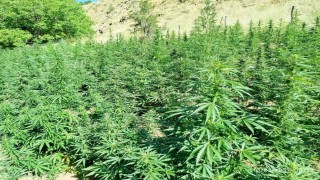 Bingölde  bin 400 kök kenevir bitkisi ele geçirildi