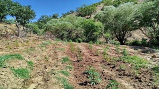 Bingölde 4 bin kök kenevir bitkisi ele geçirildi