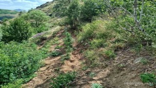 Bingölde 843 kök kenevir bitkisi ele geçirildi