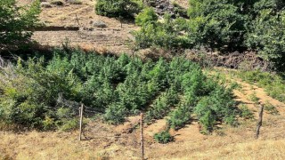 Bingölde bin 651 kök kenevir bitkisi ele geçirildi