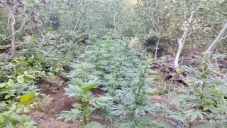 Bingölde uyuşturucu operasyonu: 1 şüpheli yakalandı