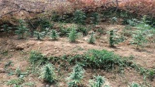 Bingölde uyuşturucuyla mücadele