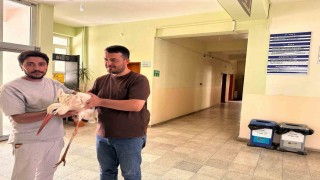 Bingölde yaralı leylek koruma altına alındı
