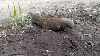 Bitkin halde bulduğu ebabil kuşunu besleyip, doğa koruma ekiplerine teslim etti