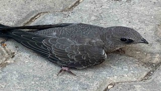 Bitkin halde bulduğu Ebabil kuşunu koruma altına aldı