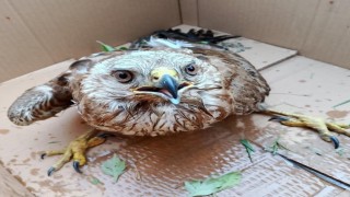 Bitkin haldeki doğan tedavi altına alındı