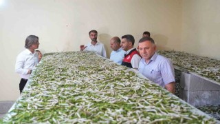 Böcekle mi uğraşacaksın sözlerine aldırmadı, binlerce lira kazandı