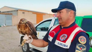 Boğazlıyanda bulunan yaralı şahin, koruma altına alındı