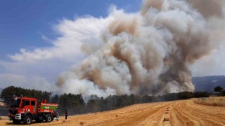 Boluda anız yangını ormana sıçradı