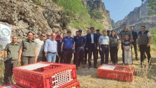 Boluda doğaya 600 kınalı keklik bırakıldı