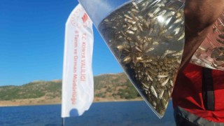 Bozkırın baraj ve göletleri yavru sazan balıkları ile buluştu