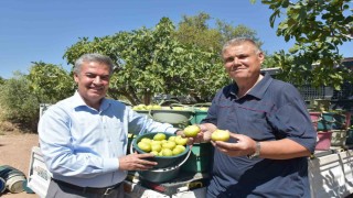 Buharkentte taze incir hasadı başladı