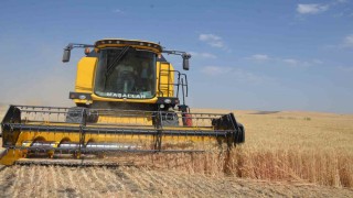 Bulanıkta hububat hasadı başladı