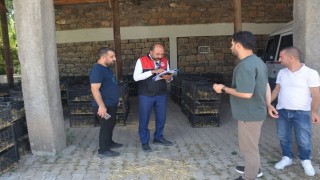 Bulanıkta Kaz Yetiştiriciliği projesi kapsamında kaz palazı dağıtıldı