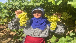 Buldanın meşhur üzümü Avrupa ve Arap ülkelerinden talep alıyor